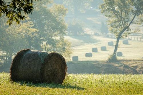 Agricultural;Bale;Branches;Brown;Farm;Farming;Fence;Field;Gold;Grass;Green;Hay;Healing;Health care;Healthcare;Landscape;Leaves;Mist;Nature;Obscured;Oneness;Pastoral;Peaceful;Sun rays;Sunlight;Sunlit;Sunrise;Tan;Tree;Trees;Trunk;Yellow;calm;fog;foggy;haze;misty;pasture;restful;serene;soothing;tranquil;tree limbs;zen