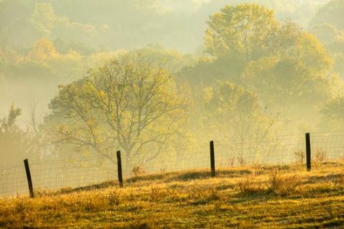 Brown;Fence;Field;Green;Healing;Health care;Healthcare;Landscape;Mist;Morning;Nature;Orange;Peaceful;Sun-up;Sunlight;Sunrise;Sunshine;Tan;Tree;Trees;Yellow;calm;fog;foggy;haze;misty;restful;serene;soothing;tranquil