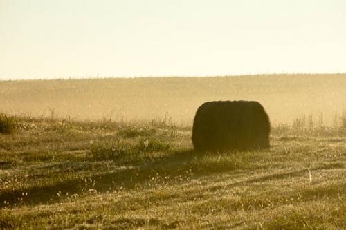 Agricultural;Bale;Brown;Farm;Farming;Field;Grass;Green;Hay;Hay Bale;Hay Bales;Healing;Health care;Healthcare;Landscape;Mist;Morning;Nature;Peaceful;Sun-up;Sunlight;Sunlit;Sunrise;Sunshine;Tan;Yellow;calm;fog;foggy;haze;misty;pasture;restful;serene;soothing;tranquil;zen