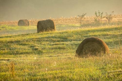Agricultural;Bale;Brown;Farm;Farming;Field;Grass;Green;Hay;Hay Bale;Hay Bales;Healing;Health care;Healthcare;Landscape;Mist;Morning;Nature;Peaceful;Sun-up;Sunlight;Sunlit;Sunrise;Sunshine;Tan;Yellow;calm;fog;foggy;haze;misty;pasture;restful;serene;soothing;tranquil;zen