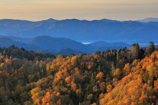Autumn;Blue;Bluff;Branches;Brown;Calm;Cloud;Cloud Formation;Clouds;Fall;Fog;Forest;Forested;Gold;Great Smoky Mountains;Great Smoky Mountains National Park;Healing;Health care;Healthcare;Hill;Leaf;Mist;Mountain;Mountain Side;Mountain Top;Mountainous;Mountains;Nature;Obscured;Pastoral;Peak;Pinnacle;Range;Summit;Sun-up;Sunlight;Sunshine;Tan;Tennessee;Timber;Timberland;Tree;United States;Wood;Woodland;Woods;Yellow;dawn;daybreak;foggy;foliage;green;haze;hillside;landscape;leaves;limbs;mist;misty;morn;morning;oneness;orange;peaceful;red;restful;serene;sky;soothing;stump;sunlit;sunrise;sunup;tranquil;trees;trunk;zen