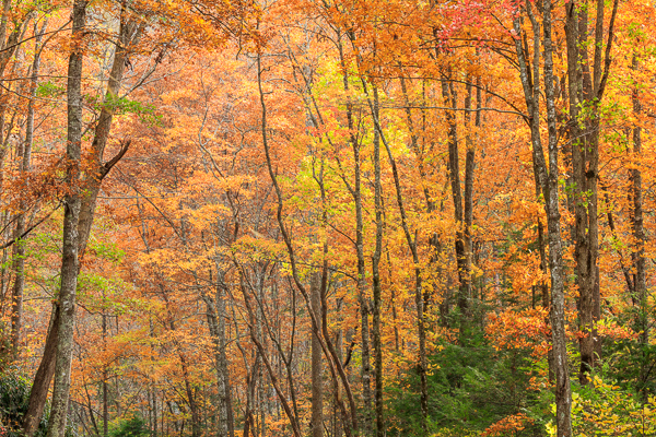 Autumn;Branches;Brown;Calm;Concepts;Cool Colors;Cool Palette;Cool Tones;Fall;Forest;Forested;Gold;Great Smoky Mountains;Great Smoky Mountains National Park;Green;Greens;Habitat;Healing;Health care;Healthcare;Hill;Leaf;Leaves;Mountain;Mountain Side;Nature;Oneness;Pastoral;Sunlight;Sunshine;Tan;Tennessee;Timber;Timberland;Tree;United States;Wood;Woodland;Woods;Yellow;bark;color;foliage;hillside;landscape;limbs;peaceful;plants;restful;serene;soothing;sunlit;tranquil;tree;tree limbs;trees;trunk