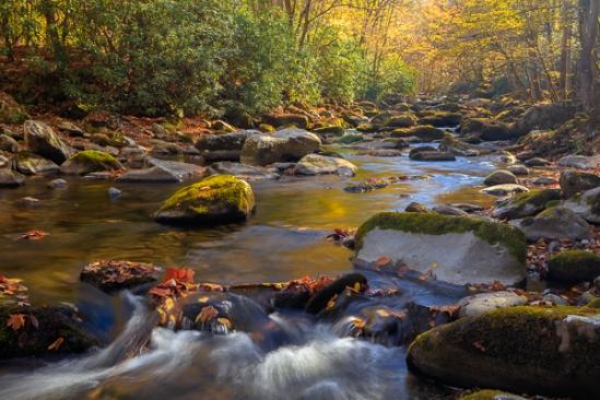 Autumn;Blue;Boulder;Boulders;Branches;Brook;Brown;Calm;Cascade;Cascading;Chute;Fall;Falls;Flow;Forest;Forested;Gold;Great Smoky Mountains;Great Smoky Mountains National Park;Healing;Health care;Healthcare;Moss;Nature;Pastoral;Pouring;Ripple;River;Rock;Rock formations;Rocks;Rocky;Stone;Stones;Stream;Streaming;Sunlight;Sunshine;Tan;Tennessee;Timber;Timberland;Tree;United States;Water;Waterfalls;Waterscape;Wood;Woodland;Woods;Yellow;flowing;green;landscape;leaves;limbs;oneness;orange;peaceful;plants;rapids;restful;serene;soothing;sunlit;tranquil;tree limbs;trees;trunk;waterfall;zen