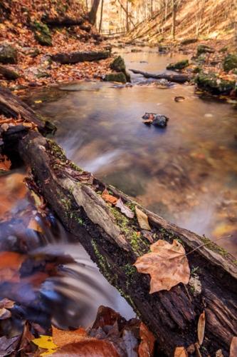 Botanical;Bridge;Brown;Calm;Cascade;Fallen;Fallen Leaves;Forest;Forested;Gold;Healing;Health care;Healthcare;Leaf;Machine Falls;Mirror;Pastoral;Ripple;River;Short Springs State Natural Area;Stream;Streaming;Sunlight;Sunshine;Tan;Tennessee;Timber;Timberland;Tree;Tullahoma;United States;Veins;Wabi Sabi;Water;Wood;Woodland;Woods;Yellow;bark;foliage;green;leaves;oneness;orange;peaceful;plant;rapids;reflections;restful;serene;soothing;sunlit;tranquil;trees;trunk;zen