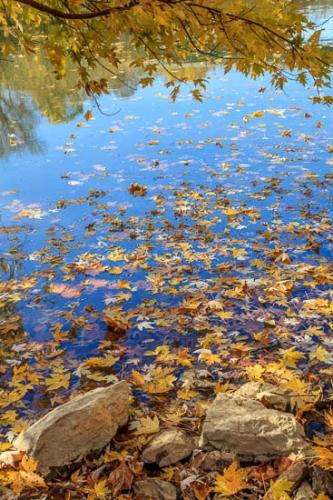 Blue;Boulder;Boulders;Branches;Brown;Columbia;Duck River;Fallen;Fallen Leaves;Foliage;Gold;Healing;Health care;Healthcare;Henry Horton State Park;Landscape;Leaf;Leaves;Maple Leaves;Nature;Oneness;Orange;Pastoral;Peaceful;Reflection;Rock;Rocks;Stone;Stones;Tan;Tennessee;Wabi Sabi;Water;Yellow;botanical;calm;limbs;pool;restful;serene;soothing;tranquil;tree limbs;zen