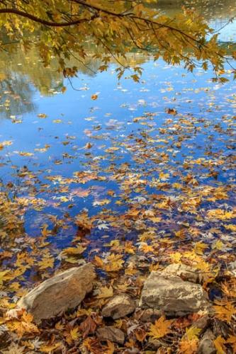 Autumn;Blue;Boulder;Boulders;Branches;Brown;Columbia;Duck River;Fall;Fallen;Fallen Leaves;Flow;Foliage;Gold;Healing;Health care;Healthcare;Henry Horton State Park;Leaf;Leaves;Maple Leaves;Mirror;Nature;Oneness;Orange;Peaceful;Reflection;Reflections;River;Rock;Rocks;Stone;Stones;Stream Bank;Tan;Tennessee;Tree;Trees;Wabi Sabi;Water;Waterscape;Yellow;botanical;calm;limbs;restful;river bank;serene;soothing;tranquil;tree limbs;zen
