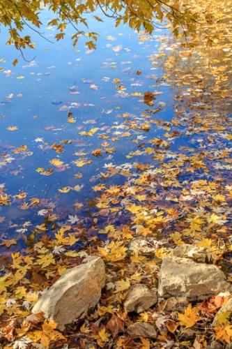 Blue;Boulder;Boulders;Branches;Brown;Columbia;Duck River;Fallen;Fallen Leaves;Foliage;Gold;Healing;Health care;Healthcare;Henry Horton State Park;Landscape;Leaf;Leaves;Maple Leaves;Nature;Oneness;Orange;Pastoral;Peaceful;Reflection;Rock;Rocks;Stone;Stones;Tan;Tennessee;Wabi Sabi;Water;Yellow;botanical;calm;limbs;pool;restful;serene;soothing;tranquil;tree limbs;zen