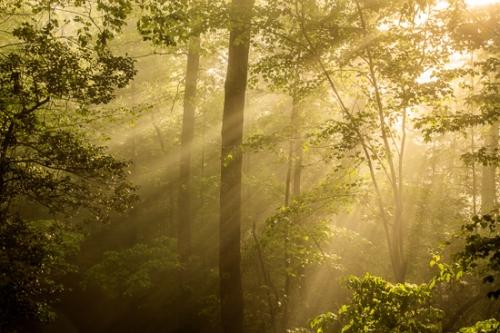 Big South Fork;Branches;Brown;Calm;Close-up;Flowers & Plants;Fog;Forest;Forested;God Rays;Gold;Healing;Health care;Healthcare;Looking up;Mist;Nature;Obscured;Pastoral;Summer;Summertime;Sun rays;Sun-up;Sunbeam;Sunlight;Sunshine;Timber;Timberland;Tree;Wood;Woodland;Woodlands;Woods;Yellow;foggy;green;haze;landscape;leaves;limbs;misty;morning;oneness;orange;peaceful;restful;serene;soothing;sunlit;sunrise;tranquil;tree limbs;tree trunk;trees;trunk;zen