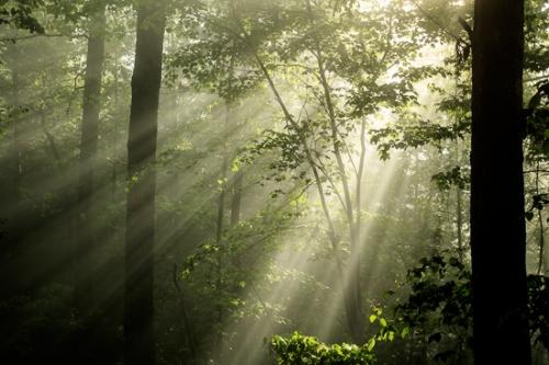 Big South Fork;Branches;Brown;Calm;Close-up;Flowers & Plants;Fog;Forest;Forested;God Rays;Healing;Health care;Healthcare;Looking up;Mist;Nature;Obscured;Pastoral;Summer;Summertime;Sun rays;Sun-up;Sunbeam;Sunlight;Sunshine;Timber;Timberland;Tree;Wood;Woodland;Woodlands;Woods;foggy;green;haze;landscape;leaves;limbs;misty;morning;oneness;peaceful;restful;serene;soothing;sunlit;sunrise;tranquil;tree limbs;tree trunk;trees;trunk;zen