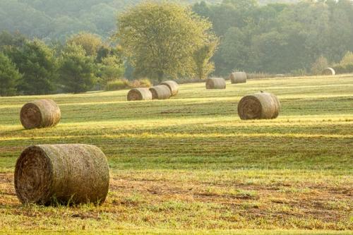 Agricultural;Agriculture;Brown;Calm;Farm;Farming;Fields;Gold;Hay Bale;Healing;Health care;Healthcare;Nature;Pastoral;Seasons;Summer;Summertime;Sun-up;Sunlight;Sunshine;Tan;Warm Colors;Warm Palette;Warm Tones;color;dawn;daybreak;field;green;hay;landscape;morn;morning;oneness;pasture;peaceful;restful;serene;soothing;sunlit;sunrise;sunup;tranquil;zen