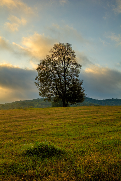 Blue;Branches;Brown;Calm;Cloud;Cloud Formation;Clouds;Gold;Healing;Health care;Healthcare;Hill;Nature;Pastoral;Sun-up;Sunlight;Sunshine;Tan;Tree;Yellow;dawn;daybreak;foliage;grass;green;hillside;landscape;leaves;limbs;morn;morning;oneness;orange;peaceful;plants;restful;serene;sky;soothing;sunlit;sunrise;sunup;tranquil;tree limbs;trunk;zen