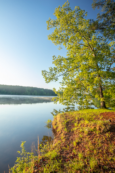 Blue;Branches;Brown;Calm;Fallen;Gold;Healing;Health care;Healthcare;Leaf;Minimalism;Mirror;Natchez Trace State Park;Nature;State Park;Sun-up;Sunlight;Sunshine;Tan;Tennessee;Tree;United States;Water;Waterscape;dawn;daybreak;foliage;green;lake;landscape;leaves;limbs;morn;morning;oneness;peaceful;plants;reflection;reflections;restful;serene;soothing;stump;sunlit;sunrise;sunup;tranquil;tree limbs;trees;trunk;zen