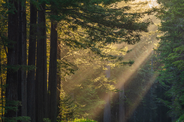 Branches;Brown;Calm;Concepts;Cool Colors;Cool Palette;Cool Tones;Forest;Forested;God Rays;Green;Greens;Habitat;Healing;Health care;Healthcare;Leaves;Minimalism;Oneness;Pastoral;Redwood;Sun rays;Sunbeam;Sunlight;Sunshine;Timber;Timberland;Tree;Wood;Woodland;Woods;color;dawn;daybreak;limbs;morn;morning;peaceful;plants;restful;serene;soothing;sunlit;sunrise;sunup;tranquil;tree;tree limbs;trees;trunk;zen