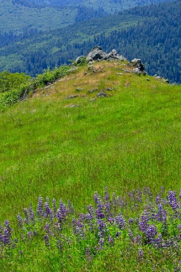 Bloom;Blossom;Blossoms;Bluff;Boulder;Boulders;Calm;Floweret;Flowering;Flowers;Forest;Forested;Healing;Health care;Healthcare;Mountain;Mountain Top;Mountainous;Nature;Pastoral;Peak;Petal;Pinnacle;Precipice;Rock;Rock formations;Rocks;Rocky;Stone;Summit;Sunlight;Sunshine;Timber;Timberland;Wood;Woodland;Woods;bloom;flora;floral;flower;green;landscape;lupine;oneness;peaceful;purple;restful;serene;soothing;tranquil;trees;wildflower;zen