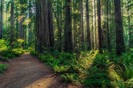 Botanical;Branches;Brown;Calm;Forest;Forested;God Rays;Gold;Healing;Health care;Healthcare;Hiking Trail;Leaf;Nature;Pastoral;Path;Pathway;Redwood;Sun rays;Sunbeam;Sunlight;Sunshine;Tan;Timber;Timberland;Tree;Walkway;Wood;Woodland;Woods;Yellow;bark;botanicals;dawn;daybreak;fern;green;landscape;leaves;morn;morning;oneness;orange;peaceful;plant;plants;restful;serene;soothing;sunlit;sunrise;sunup;trail;tranquil;tree limbs;trees;trunk;zen