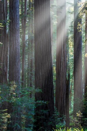 Branches;Brown;California;Calm;Flowers & Plants;Forest;Forested;God Rays;Healing;Health care;Healthcare;Looking up;Nature;Pastoral;Redwood;Redwood National Park;Sun rays;Sunbeam;Sunlight;Sunshine;Tan;Timber;Timberland;Tree;United States;Wood;Woodland;Woods;Yellow;bark;dawn;daybreak;green;landscape;leaves;limbs;morn;morning;oneness;peaceful;plants;restful;serene;soothing;sunlit;sunrise;sunup;tranquil;tree limbs;trees;trunk;zen