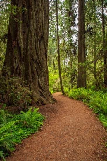 Branches;Brown;California;Calm;Forest;Forested;Healing;Health care;Healthcare;Hiking Trail;Journey;Nature;Pastoral;Path;Pathway;Tan;Timber;Timberland;Tree;Walkway;Wood;Woodland;Woods;bark;green;landscape;leaves;limbs;oneness;peaceful;plants;restful;road;serene;soothing;trail;tranquil;tree limbs;trees;trunk;zen