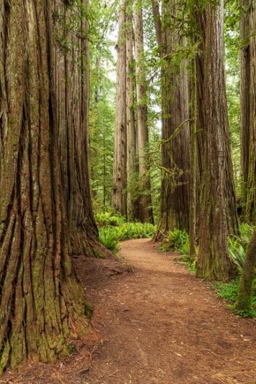 Branches;Brown;California;Calm;Forest;Forested;Healing;Health care;Healthcare;Hiking Trail;Journey;Nature;Pastoral;Path;Pathway;Tan;Timber;Timberland;Tree;Walkway;Wood;Woodland;Woods;bark;green;landscape;leaves;limbs;oneness;peaceful;plants;restful;road;serene;soothing;trail;tranquil;tree limbs;trees;trunk;zen