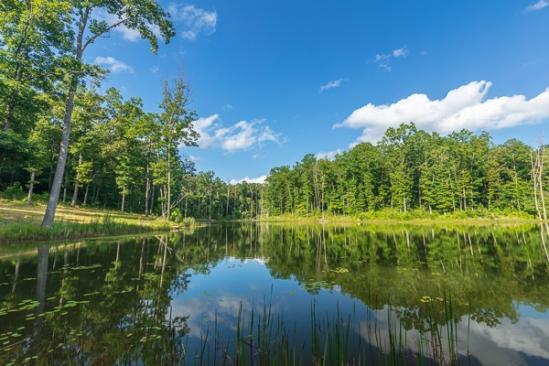 Blue;Branches;Calm;Cattails;Chestnut Mountain;Cloud;Cloud Formation;Clouds;Forest;Forested;Franklin Lake;Healing;Health care;Healthcare;Lily Pads;Mirror;Nature;Pastoral;Ripple;TNC;Tennessee;Timber;Timberland;Tree;United States;Water;Waterscape;Wood;Woodland;Woods;green;lake;landscape;leaves;oneness;peaceful;plants;pool;reflection;reflections;restful;serene;sky;soothing;tranquil;tree limbs;trees;trunk;zen