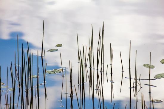  Abstract;Blue;Botanical;Calm;Chestnut Mountain;Close-up;Cloud;Cloud Formation;Clouds;Franklin Lake;Healing;Health care;Healthcare;Macro;Minimalism;Mirror;Nature;Pastoral;Tennessee;United States;Water;botanicals;green;lake;oneness;peaceful;plant;pond;pool;reflection;reflections;restful;serene;sky;soothing;tranquil;zen
