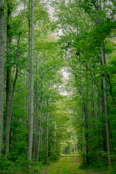Branches;Brown;Calm;Chestnut Mountain;Forest;Forested;Healing;Health care;Healthcare;Hiking Trail;Nature;Pastoral;Path;Pathway;Roadway;TNC;Tan;Tennessee;Timber;Timberland;Tree;United States;Walkway;Wood;Woodland;Woodlands;Woods;grass;green;landscape;leaves;limbs;oneness;peaceful;plants;restful;road;serene;soothing;trail;tranquil;tree limbs;trees;trunk;zen