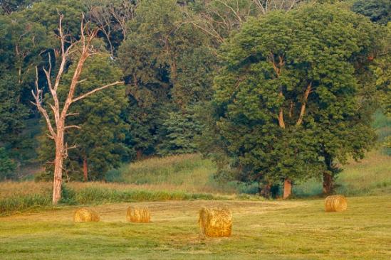 Agricultural;Agriculture;Bale;Farming;Tree;field;green;hay;pasture;trees
