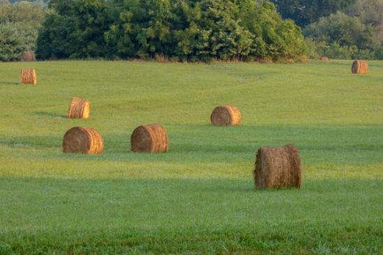 Agricultural;Agriculture;Bale;Calm;Farming;Healing;Health care;Healthcare;Hill;Mountain;Mountain Side;Nature;Pastoral;Sun rays;Sun-up;Sunlight;Sunshine;Tree;dawn;daybreak;field;green;hay;hillside;landscape;morn;morning;oneness;pasture;peaceful;restful;serene;soothing;sunlit;sunrise;sunup;tranquil;trees;zen