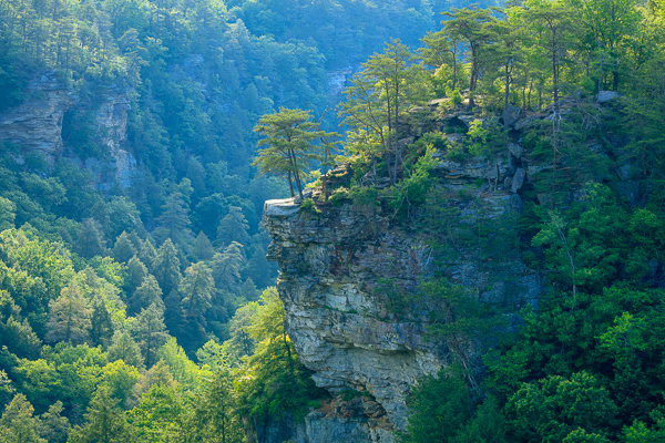 Blue;Bluff;Boulder;Boulders;Branches;Calm;Fall Creek Falls State Resort Park;Forest;Forested;Gorge;Healing;Health care;Healthcare;Mountain;Nature;Pastoral;Rock;Rock formations;Rocks;Rocky;Rocky Point;State Park;Stone;Stones;Summit;Sunlight;Sunshine;Tan;Tennessee;Timber;Timberland;Tree;United States;Valley;Woodland;Woods;Yellow;bark;cliff;green;landscape;leaves;limbs;oneness;peaceful;plants;restful;serene;soothing;sunlit;tranquil;tree limbs;trees;trunk;zen