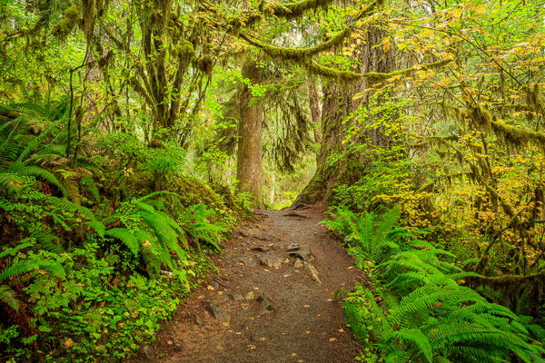 Branches;Brown;Calm;Forest;Forested;Healing;Health care;Healthcare;Hiking Trail;Hoh Rainforest;Moss;Nature;Pastoral;Path;Pathway;Rainforest;Tan;Timber;Timberland;Tree;United States;Walkway;Washington;Woodland;Woods;bark;green;landscape;leaves;limbs;oneness;peaceful;plants;restful;road;serene;soothing;trail;tranquil;tree limbs;trees;trunk;zen