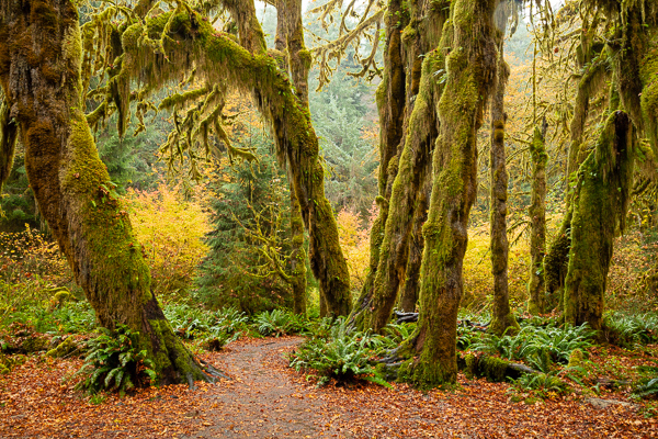 Branches;Brown;Calm;Forest;Forested;Healing;Health care;Healthcare;Hiking Trail;Hoh Rainforest;Moss;Nature;Pastoral;Path;Pathway;Rainforest;Tan;Timber;Timberland;Tree;United States;Walkway;Washington;Woodland;Woods;bark;green;landscape;leaves;limbs;oneness;peaceful;plants;restful;road;serene;soothing;trail;tranquil;tree limbs;trees;trunk;zen