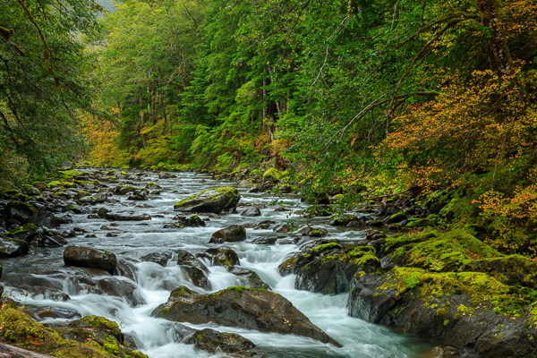 Aqua;Autumn;Boulder;Boulders;Brook;Brown;Calm;Cascade;Cascading;Creek;Fall;Falls;Flow;Forest;Forested;Geological;Geology;Healing;Health care;Healthcare;Moss;Nature;Pastoral;Pouring;River;Rock;Rock formations;Rocks;Rocky;Second Beach;Sol Duc Valley;Stone;Stones;Stream;Stream Bank;Streaming;Timber;Timberland;Tree;United States;Washington;Water;Waterfalls;Waterscape;Wood;Woodland;Woodlands;Woods;Yellow;flowing;green;landscape;leaves;oneness;orange;peaceful;plants;rapids;restful;river bank;serene;soothing;tranquil;tree limbs;trees;waterfall;zen