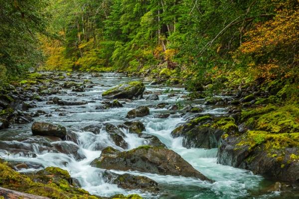 Aqua;Autumn;Boulder;Boulders;Brown;Calm;Cascade;Chute;Creek;Fall;Falls;Flow;Forest;Forested;Habitat;Healing;Health care;Healthcare;Moss;Nature;Olympic National Park;Pastoral;Pouring;River;Rock;Rock formations;Rocks;Rocky;Sol Duc Valley;Stone;Stones;Stream;Stream Bank;Streaming;Tan;Timber;Timberland;United States;Washington;Water;Waterfalls;Waterscape;Wood;Woodland;Woods;Yellow;color;flowing;foliage;green;landscape;leaves;oneness;peaceful;rapids;restful;river bank;serene;soothing;tranquil;trees;waterfall;zen