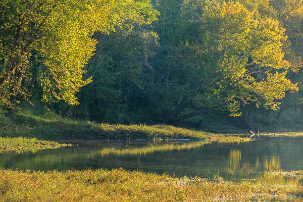 Branches;Brown;Calm;Caney Fork River;Creek;Flow;Forest;Forested;Gold;Healing;Health care;Healthcare;Leaf;Mirror;Nature;Pastoral;Ripple;River;Stream;Stream Bank;Sunlight;Sunshine;Tan;Tennessee;Timber;Timberland;Tree;United States;Water;Waterscape;Wood;Woodland;Woods;Yellow;flowing;foliage;green;landscape;leaves;limbs;oneness;peaceful;plants;reflection;reflections;restful;river bank;serene;soothing;sunlit;tranquil;tree limbs;trees;zen