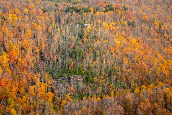 Autumn;Blackwater Falls State Park;Bluff;Branches;Brown;Calm;Concepts;Cool Colors;Cool Palette;Cool Tones;Fall;Forest;Forested;Gold;Green;Greens;Healing;Health care;Healthcare;Hill;Leaf;Leaves;Lindy Point Observation Deck;Minimalism;Mountain;Mountain Side;Mountain Top;Mountainous;Nature;Oneness;Pastoral;Summit;Sunlight;Sunshine;Tan;Timber;Timberland;Tree;United States;West Virginia;Wood;Woodland;Woods;Yellow;cliff;color;foliage;hillside;landscape;limbs;peaceful;plants;restful;serene;soothing;sunlit;tranquil;tree;tree limbs;trees;trunk;zen