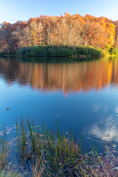 Autumn;Babcock State Park;Blue;Boley Lake;Branches;Brown;Calm;Concepts;Cool Colors;Cool Palette;Cool Tones;Fall;Forest;Forested;Gold;Green;Greens;Healing;Health care;Healthcare;Leaves;Minimalism;Mirror;Nature;Oneness;Pastoral;Sunlight;Sunshine;Timberland;Tree;United States;Water;Waterscape;West Virginia;Wood;Woodland;Woods;Yellow;bark;color;lake;landscape;limbs;peaceful;plants;reflection;reflections;restful;serene;soothing;sunlit;tranquil;tree;tree limbs;trees;zen