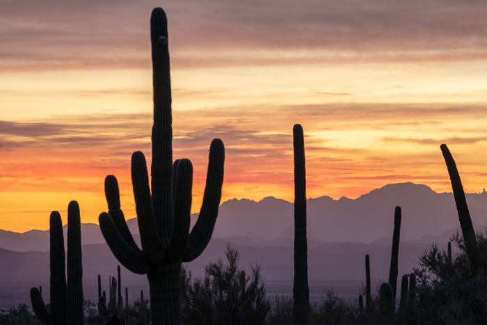 Arizona;Blossom;Blossoms;Blue;Botanical;Brown;Cactus;Calm;Carnegiea gigantea;Cloud;Cloud Formation;Clouds;Cloudy;Dry;Floweret;Flowering;Flowers;Flowers & Plants;Habitat;Hill;Minimalism;Mountain;Mountain Side;Mountainous;Nature;Nightfall;Pastoral;Peoria;Peoria Regional Preserve;Pink;Prickly Pear Cactus;Saguaro;Saguaro National Park;Sunlight;Sunset;Tuscon;United States;Weather;bloom;cactus;color;desert;dusk;evening;flora;floral;flower;green;hillside;landscape;magenta;nightfall;oneness;orange;peaceful;plants;purple;restful;serene;sky;soothing;sundown;tranquil;zen