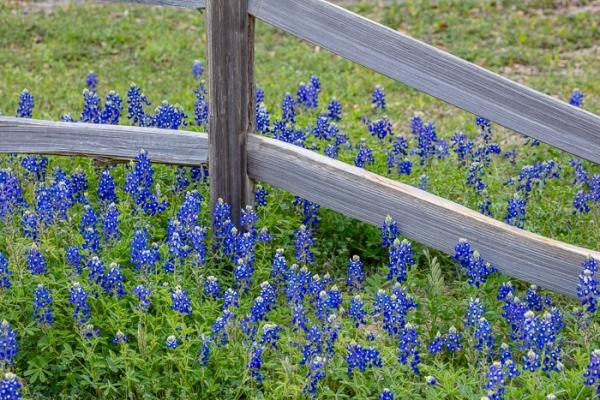 Abstract;Abstraction;Abstractions;Abstracts;Bloom;Blossom;Blossoms;Blue;Blues;Brenham;Calm;Concepts;Cool Colors;Cool Palette;Cool Tones;Flora;Floral;Flower;Floweret;Flowering;Flowers;Flowers & Plants;Green;Greens;Habitat;Healing;Health care;Healthcare;Meadow;Minimalism;Nature;Oneness;Pastoral;Patterns;Petal;Seasons;Spring;Springtime;Stock categories;Sunlight;Texas;Texas Bluebonnet;Textures;United States;Wildflower;bloom;blue;color;fence;field;flora;floral;flower;grass;green;landscape;pasture;peaceful;plants;reflections;restful;serene;shapes;soothing;sunlit;tranquil;wildflower;zen