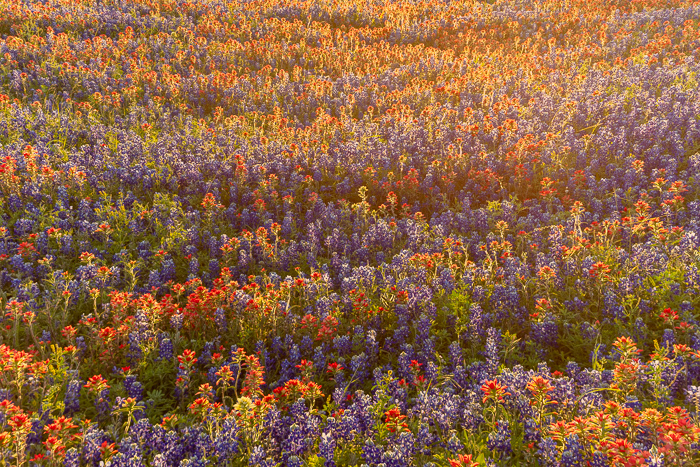 Biophilic;Bloom;Blossom;Blossoms;Blue;Calm;Concepts;Cool Colors;Cool Palette;Cool Tones;Flora;Floral;Flower;Floweret;Flowering;Flowers;Flowers & Plants;Green;Greens;Healing;Health care;Healthcare;Indian Paintbrush;Minimalism;Nature;Oneness;Pastoral;Seasons;Spring;Springtime;Sun-up;Sunlight;Sunshine;Texas;Texas Bluebonnet;United States;Wildflower;biophilic design;biophilic interior design;bloom;calming;color;dawn;daybreak;field;flora;floral;flower;landscape;morn;morning;pasture;peaceful;plants;restful;restorative;serene;soothing;spring;sunlit;sunrise;sunup;tranquil;zen