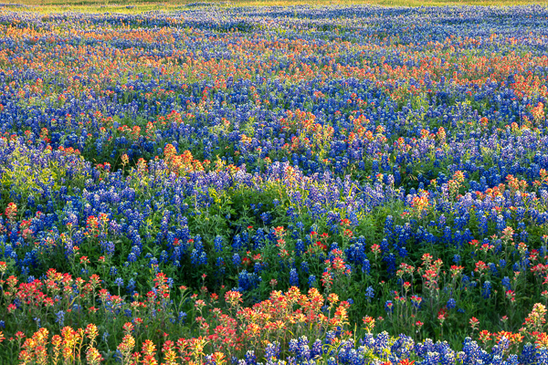 Bloom;Blossom;Blossoms;Blue;Bluebonnets;Calm;Dandelion;Flora;Floral;Floweret;Flowering;Flowers;Flowers & Plants;Flowers of the Hill Country;Healing;Health care;Healthcare;Indian Paintbrush;Inks Lake;Inks Lake State Park;Lupinus texensis;Minimalism;Nature;Pastoral;Petal;Sunlight;Sunset;Sunshine;Texas;Texas Bluebonnet;Texas Hill Country;United States;bloom;flora;floral;flower;green;landscape;oneness;peaceful;plants;red;restful;serene;soothing;sunlit;tranquil;wildflower;zen