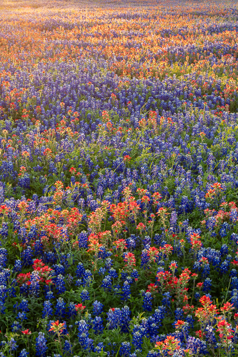 Biophilic;Bloom;Blossom;Blossoms;Blue;Calm;Concepts;Cool Colors;Cool Palette;Cool Tones;Flora;Floral;Flower;Floweret;Flowering;Flowers;Flowers & Plants;Green;Greens;Healing;Health care;Healthcare;Indian Paintbrush;Minimalism;Nature;Oneness;Pastoral;Seasons;Spring;Springtime;Sun-up;Sunlight;Sunshine;Texas;Texas Bluebonnet;United States;Wildflower;biophilic design;biophilic interior design;bloom;calming;color;dawn;daybreak;field;flora;floral;flower;landscape;morn;morning;pasture;peaceful;plants;restful;restorative;serene;soothing;spring;sunlit;sunrise;sunup;tranquil;zen