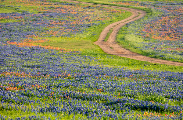 Bloom;Blossom;Blossoms;Blue;Calm;Close-up;Flora;Floweret;Flowering;Flowers;Healing;Health care;Healthcare;Indian Paintbrush;Path;Pathway;Petal;Roadway;Sunlight;Sunshine;Texas;Texas Bluebonnet;United States;Walkway;bloom;flora;floral;flower;pasture;peaceful;restful;road;serene;soothing;sunlit;trail;tranquil