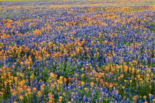 Bloom;Blossom;Blossoms;Calm;Close-up;Flora;Floweret;Flowering;Flowers;Healing;Health care;Healthcare;Indian Paintbrush;Petal;Sunlight;Sunshine;Texas;United States;bloom;flora;floral;flower;pasture;peaceful;restful;serene;soothing;sunlit;tranquil