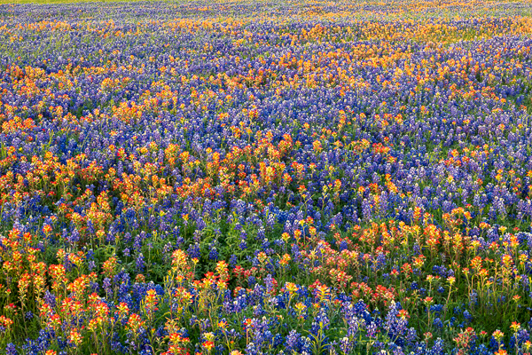 Bloom;Blossom;Blossoms;Blue;Bluebonnets;Calm;Close-up;Dandelion;Flora;Floral;Floweret;Flowering;Flowers;Flowers & Plants;Flowers of the Hill Country;Healing;Health care;Healthcare;Indian Paintbrush;Inks Lake;Inks Lake State Park;Lupinus texensis;Minimalism;Nature;Pastoral;Petal;Sunlight;Sunset;Sunshine;Texas;Texas Bluebonnet;Texas Hill Country;United States;bloom;flora;floral;flower;green;landscape;oneness;pasture;peaceful;plants;red;restful;serene;soothing;sunlit;tranquil;wildflower;zen