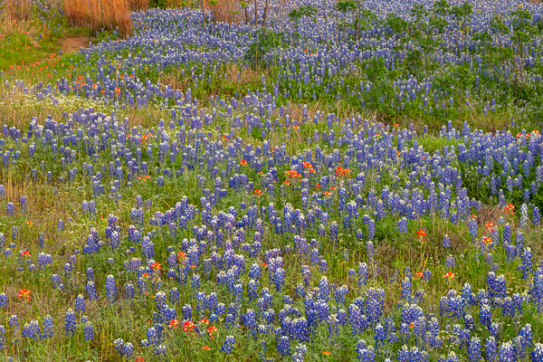 Bloom;Blossom;Blossoms;Blue;Bluebonnets;Calm;Dandelion;Flora;Floweret;Flowering;Flowers;Flowers of the Hill Country;Healing;Health care;Healthcare;Indian Paintbrush;Inks Lake;Inks Lake State Park;Lupinus texensis;Minimalism;Nature;Pastoral;Petal;Texas;Texas Bluebonnet;Texas Hill Country;United States;bloom;flora;floral;flower;green;landscape;oneness;peaceful;plants;red;restful;serene;soothing;tranquil;wildflower;zen