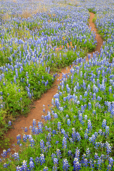 Bloom;Blossom;Blossoms;Blue;Bluebonnets;Botanical;Brown;Calm;Flora;Floweret;Flowering;Flowers;Flowers & Plants;Healing;Health care;Healthcare;Hiking Trail;Indian Paintbrush;Inks Lake;Inks Lake State Park;Leaf;Lupinus texensis;Minimalism;Nature;Pastoral;Path;Pathway;Petal;Plant;Texas;Texas Bluebonnet;Texas Hill Country;United States;Walkway;bloom;botanicals;flora;floral;flower;green;landscape;leaves;oneness;peaceful;plants;red;restful;serene;soothing;tranquil;wildflower;zen