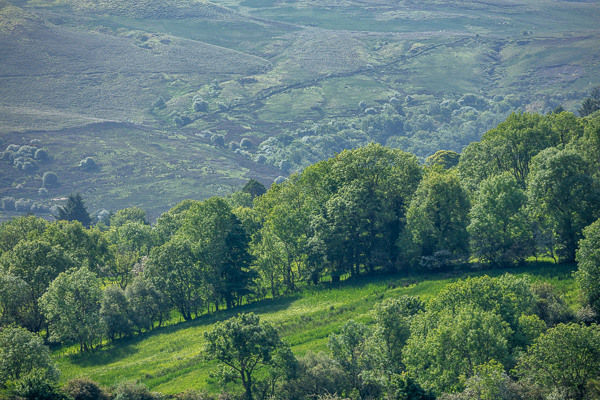 Branches;Brown;Calm;Concepts;Cool Colors;Cool Palette;Cool Tones;Forest;Forested;Green;Greens;Habitat;Healing;Health care;Healthcare;Hill;Ireland;Leaves;Meadow;Mountain;Mountain Side;Mountainous;Nature;Oneness;Pastoral;Seasons;Spring;Springtime;Sunlight;Sunshine;Timberland;Tree;Woodland;Woods;color;hillside;landscape;limbs;peaceful;plants;restful;serene;soothing;sunlit;tranquil;tree;tree limbs;trees;trunk;zen