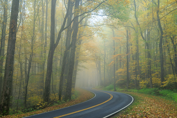 Autumn;Blossom;Blossoms;Botanical;Branches;Calm;Concepts;Cool Colors;Cool Palette;Cool Tones;Fall;Floweret;Flowering;Flowers;Flowers & Plants;Fog;Forest;Forested;Gold;Great Smoky;Great Smoky Mountains National Park;Green;Greens;Healing;Health care;Healthcare;Highway;Leaf;Leaves;Looking up;Minimalism;Mist;Mountain;Mountain Side;Nature;Obscured;Oneness;Pastoral;Path;Plant;Roadway;Sunlight;Sunshine;Tennessee;Timber;Timberland;Tree;United States;Wood;Woodland;Woods;Yellow;bloom;color;flora;floral;flower;foggy;foliage;haze;landscape;limbs;mist;misty;peaceful;plants;restful;road;serene;sky;soothing;sunlit;tranquil;tree;tree limbs;trees;trunk;zen