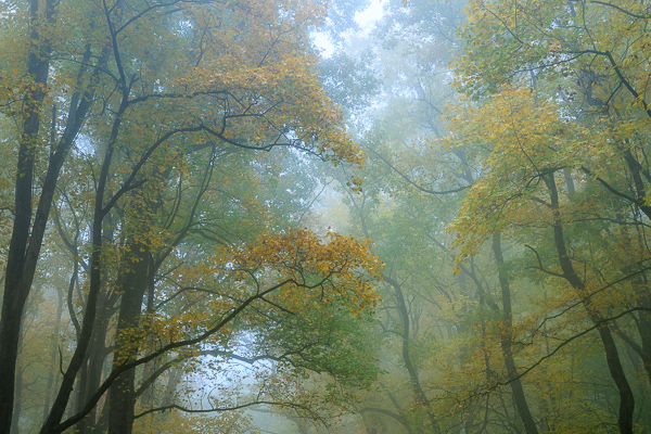 Autumn;Blossom;Blossoms;Botanical;Branches;Calm;Concepts;Cool Colors;Cool Palette;Cool Tones;Fall;Floweret;Flowering;Flowers;Flowers & Plants;Fog;Forest;Forested;Gold;Great Smoky;Great Smoky Mountains National Park;Green;Greens;Healing;Health care;Healthcare;Highway;Leaf;Leaves;Looking up;Minimalism;Mist;Mountain;Mountain Side;Nature;Obscured;Oneness;Pastoral;Plant;Sunlight;Sunshine;Tennessee;Timber;Timberland;Tree;United States;Wood;Woodland;Woods;Yellow;bloom;color;flora;floral;flower;foggy;foliage;haze;landscape;limbs;mist;misty;peaceful;plants;restful;serene;sky;soothing;sunlit;tranquil;tree;tree limbs;trees;trunk;zen