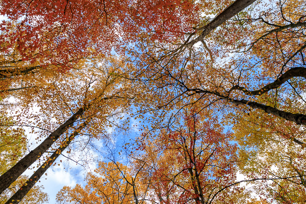 Autumn;Blossom;Blossoms;Branches;Calm;Concepts;Fall;Floweret;Flowering;Flowers;Flowers & Plants;Forest;Gold;Great Smoky;Great Smoky Mountains National Park;Healing;Health care;Healthcare;Leaves;Looking up;Minimalism;Nature;Oneness;Pastoral;Sunlight;Sunshine;Tennessee;Timber;Timberland;Tree;United States;Wood;Woodland;Woods;Yellow;bloom;color;flora;floral;flower;landscape;limbs;peaceful;plants;restful;serene;sky;soothing;sunlit;tranquil;tree;tree limbs;trees;trunk