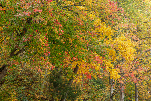 Autumn;Blossom;Blossoms;Botanical;Branches;Calm;Concepts;Cool Colors;Cool Palette;Cool Tones;Fall;Floweret;Flowering;Flowers;Flowers & Plants;Forest;Forested;Gold;Great Smoky;Great Smoky Mountains National Park;Green;Greens;Healing;Health care;Healthcare;Leaf;Leaves;Looking up;Minimalism;Nature;Oneness;Pastoral;Plant;Sunlight;Sunshine;Tennessee;Timber;Timberland;Tree;United States;Wood;Woodland;Woods;Yellow;bloom;color;flora;floral;flower;foliage;landscape;limbs;peaceful;plants;restful;serene;sky;soothing;sunlit;tranquil;tree;tree limbs;trees;trunk